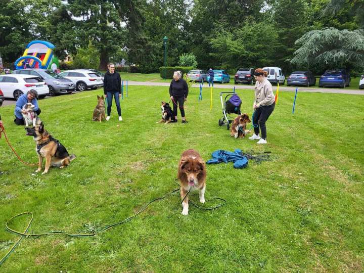 Entraînement mantrailing Elbeuf