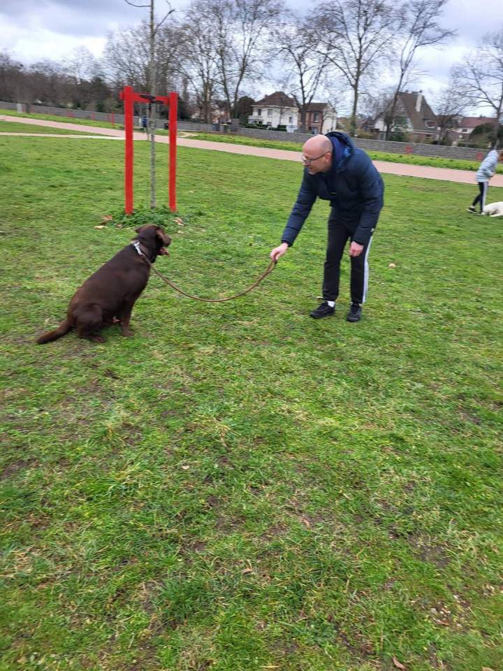 Mantrailing pour chien de compagnie Elbeuf