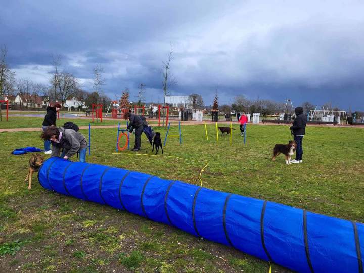 Éducation canine en groupe Elbeuf