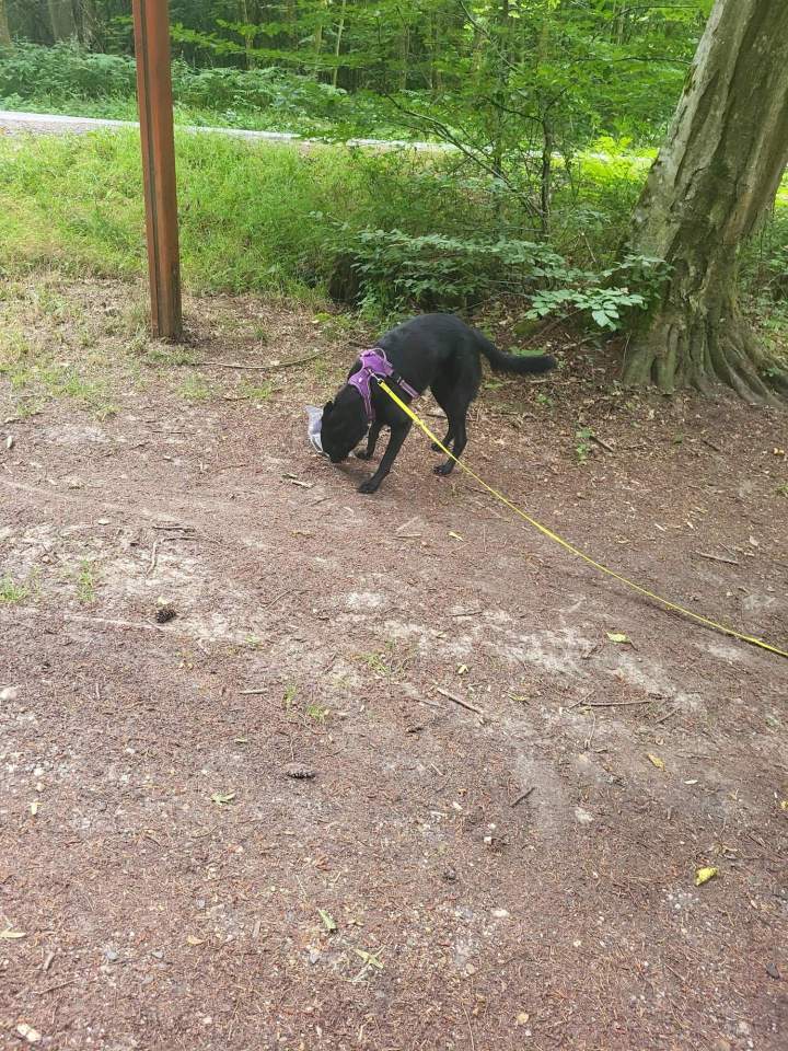 Mantrailing pour chien de compagnie Elbeuf