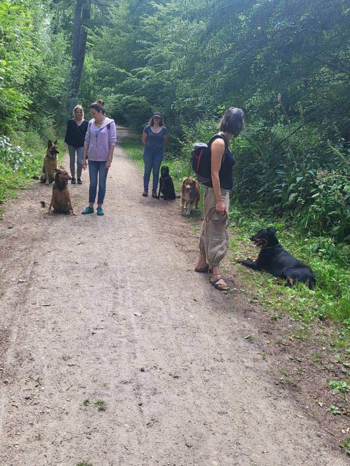 Promenades éducatives pour chiens Elbeuf