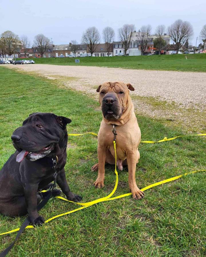 Cours collectifs de comportement canin Elbeuf