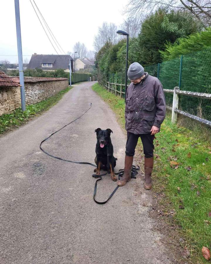 Mantrailing pour chien de compagnie Elbeuf