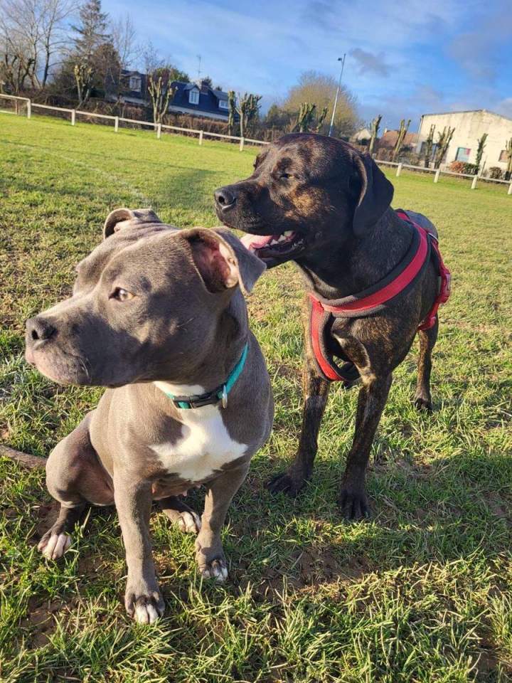 Apprentissage en groupe pour chien Elbeuf