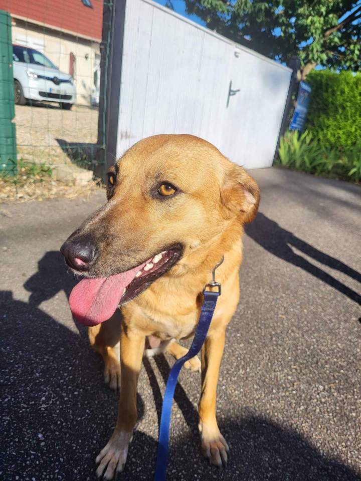 Mantrailing pour chien de compagnie Elbeuf