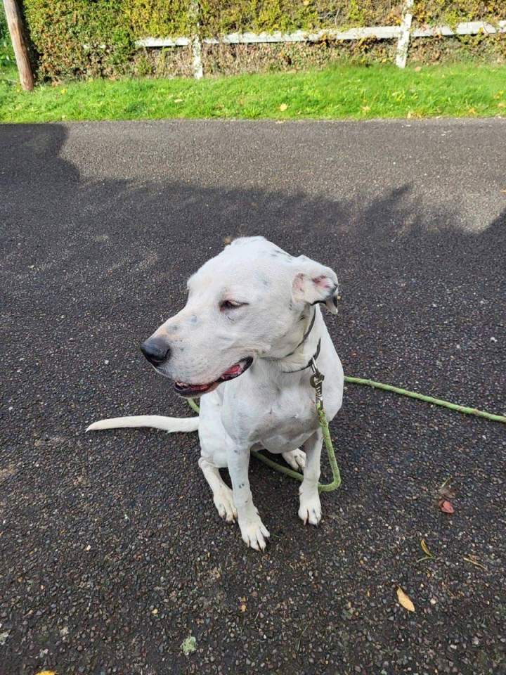 Éducation canine Elbeuf