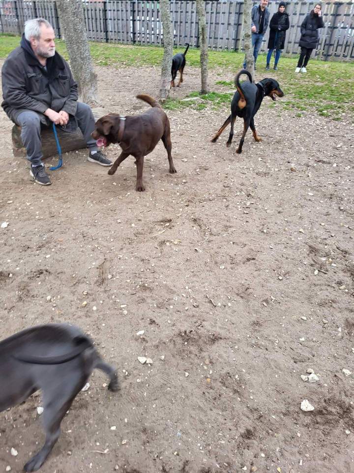 Mantrailing pour chien de compagnie Elbeuf