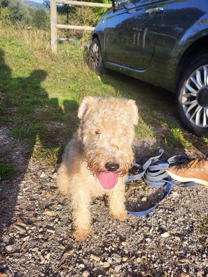 Mantrailing pour chien de compagnie Elbeuf