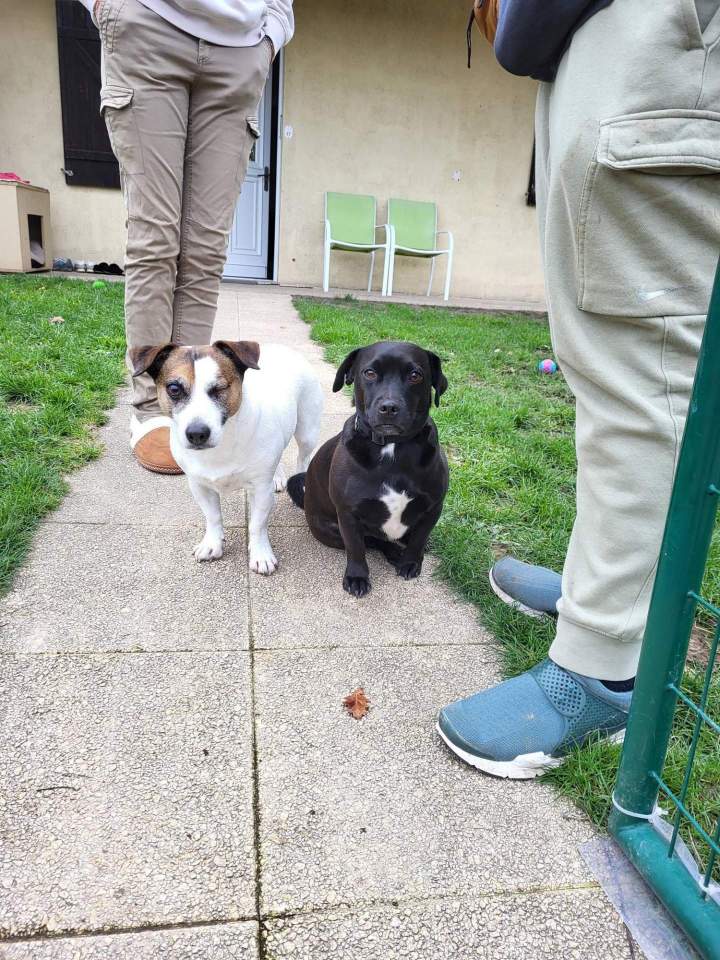 Mantrailing pour chien de compagnie Elbeuf