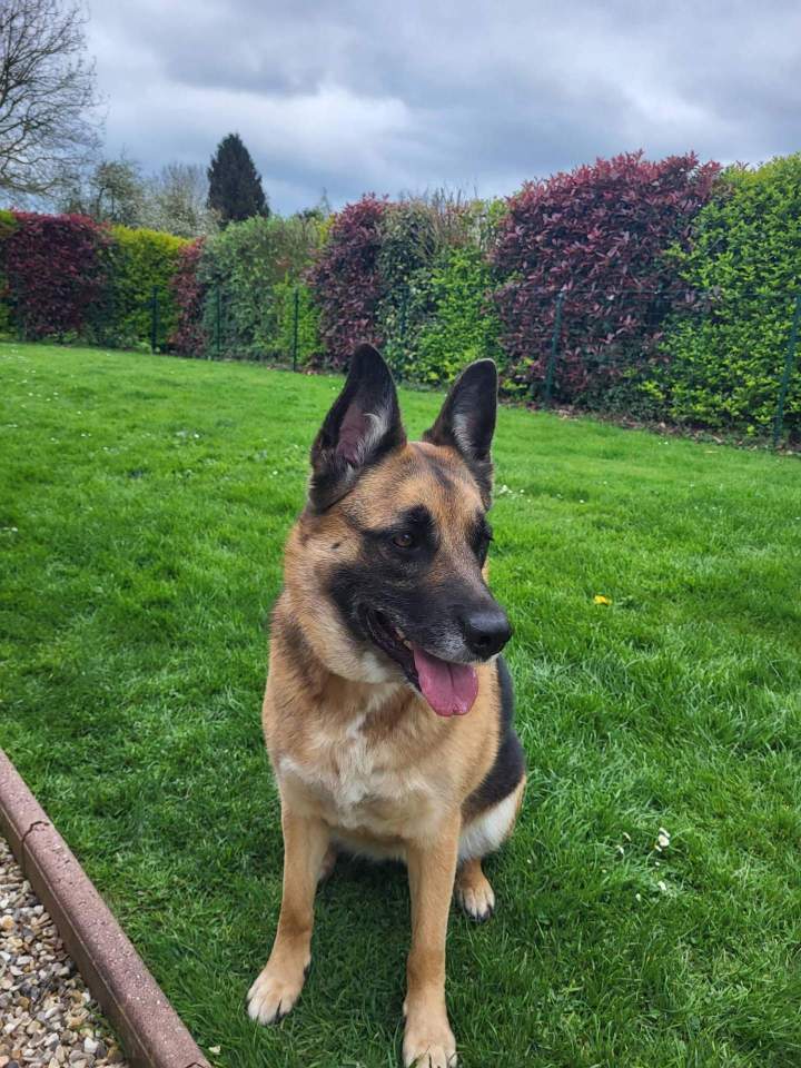 Mantrailing pour chien de compagnie Elbeuf