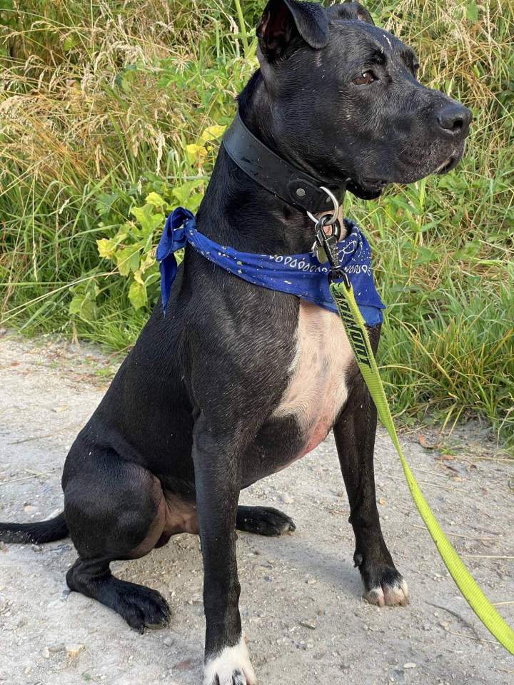 Mantrailing pour chien de compagnie Elbeuf