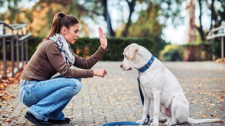Entraînement mantrailing Elbeuf