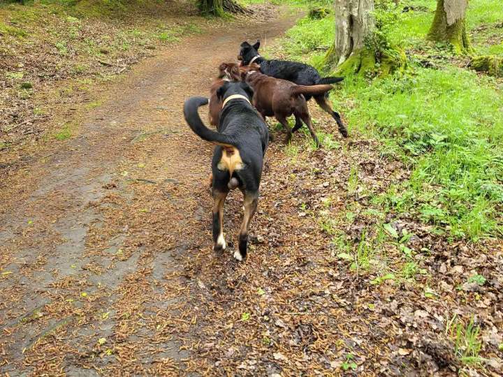 Balades éducatives pour chien Elbeuf