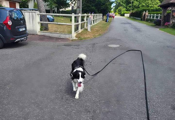 Promenade chien Elbeuf