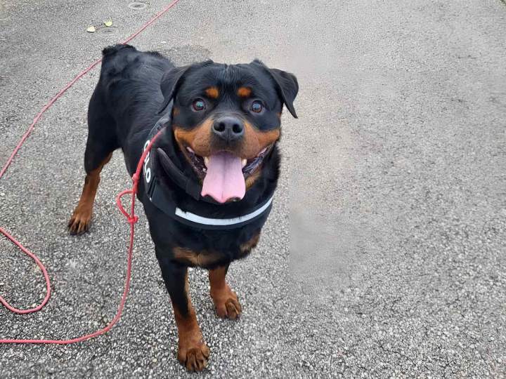 Éducation canine personnalisée avec des méthodes positives.